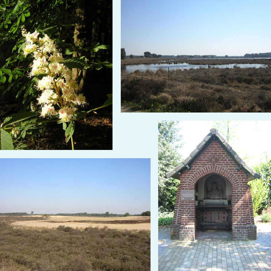 bloeiende paardenkastanje, Strabrechtse Heide, stuifzand, St. Nicasius