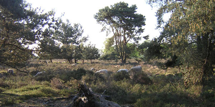 schaapskudde op de Lange Bleek