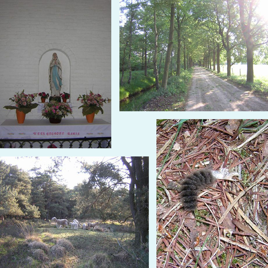 kapelletje, bij Huize Providentia, kale schapen, rups van de phegeavlinder