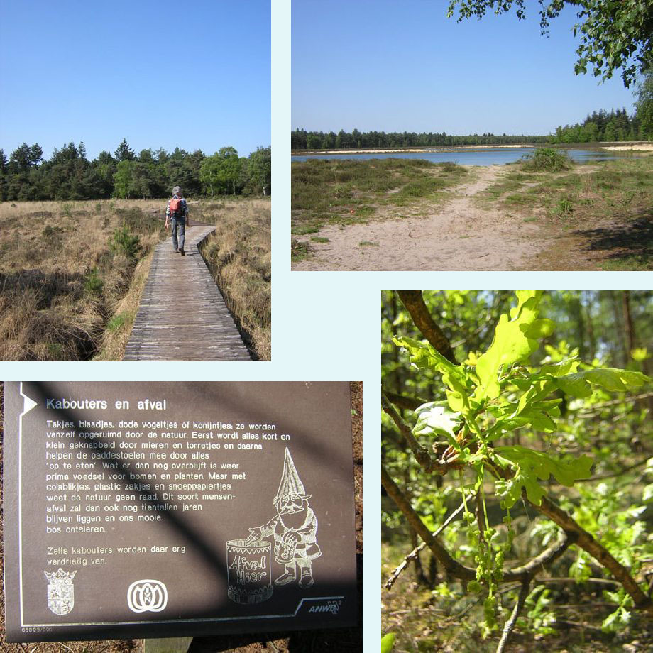 knuppelbruggetje, Keelven, verdrietige kabouter, bloeiende eik