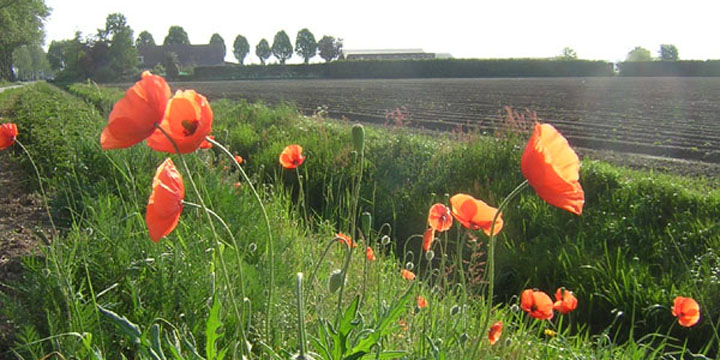 klaprozen in de berm