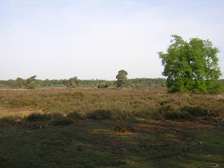 heideveld op De Pan