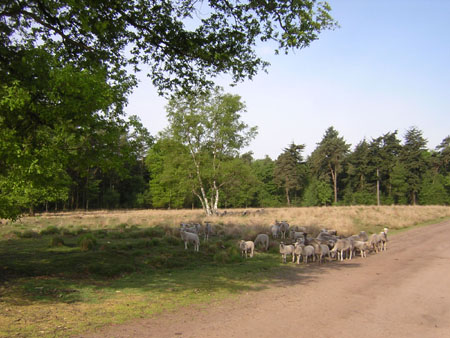 schapen op De Pan