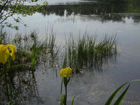 gele lis aan de rand van het ven