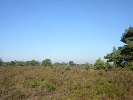 Boshovense Heide