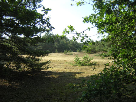 open plek in de Tungelerwallen