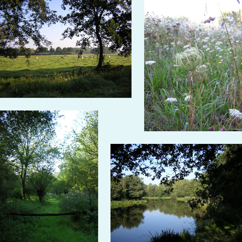 kleinschalig landschap, wilde peen, de Krang, Heijkersbroek