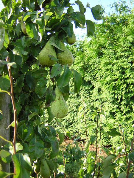 de peren zijn bijna rijp