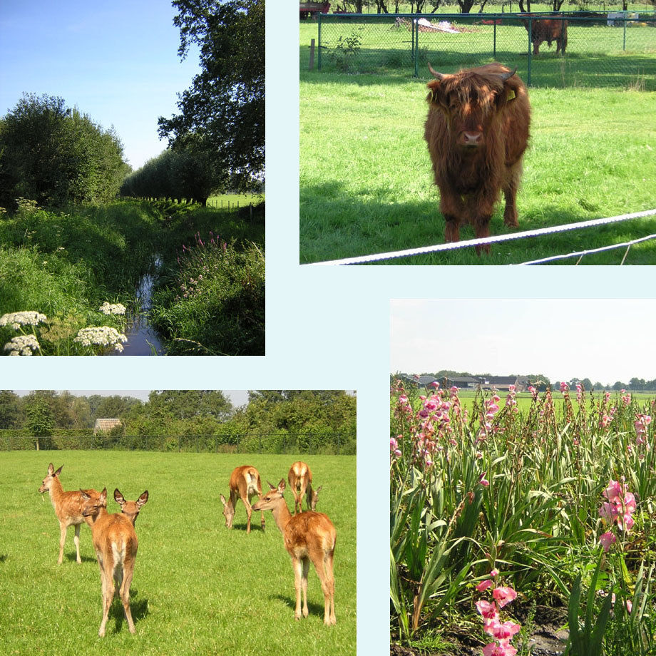 beek of sloot?, vee langs de route, alle oren zijn gericht op ..., voormalige gladiolenkweek
