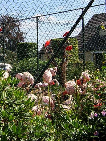 tropische verrassing