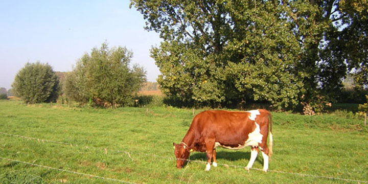 landelijke sfeer bij de Kingbeek