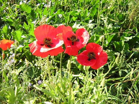 de laatste klaprozen