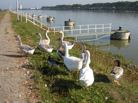 ganzen bij het kanaal