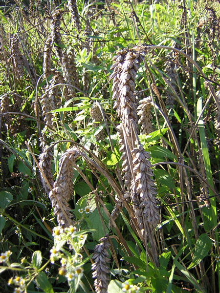 de korenwolf moet dooreten!