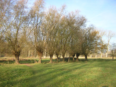 knotwilgen in het Geuldal