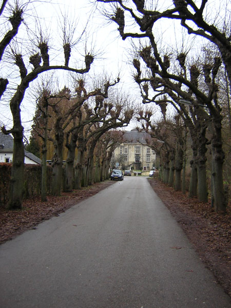 lindenlaan bij Schaloen