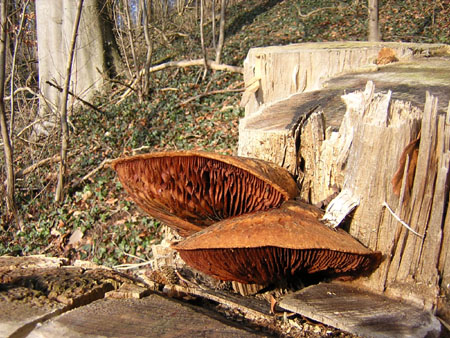 toch paddenstoelen ondanks de kou
