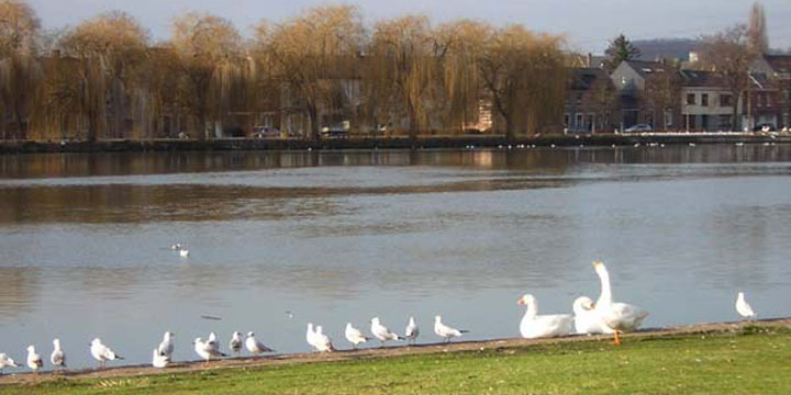 de Maas bij het station van Vise