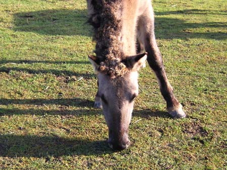 konik met klitten
