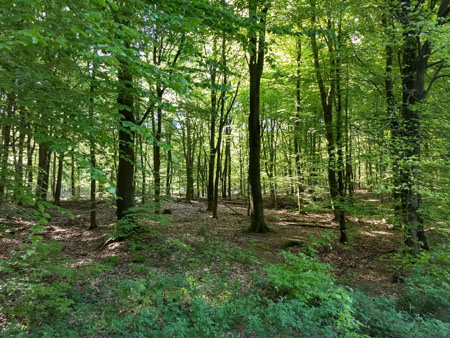 fris groen in het Reichswald
