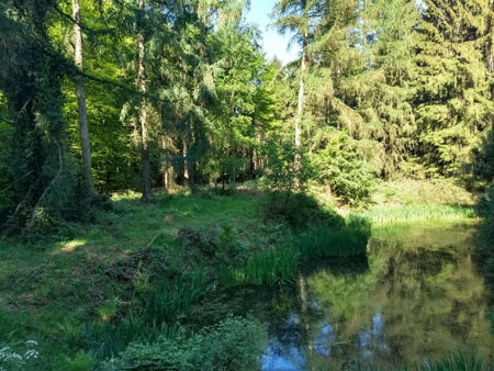 ven in het Reichswald