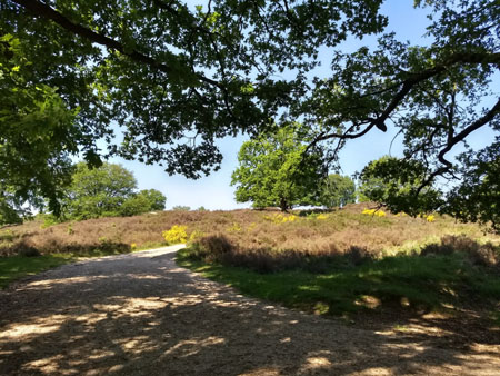 brem op de Mookerhei