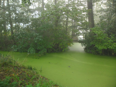 groen water