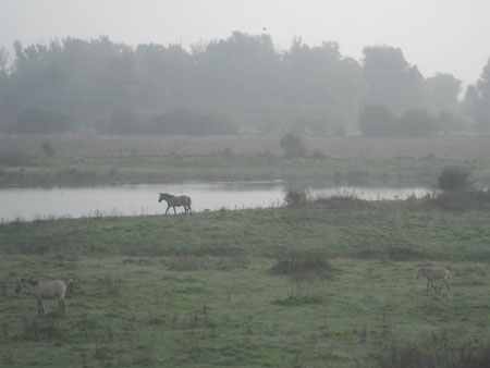 koniks in de uiterwaarden