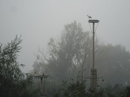 deze ooievaar is de baas