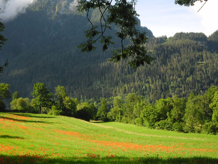 klaprozenveld