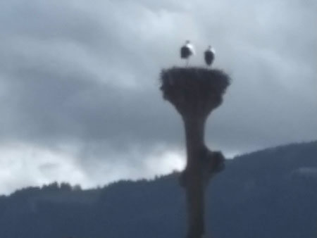 ooievaars