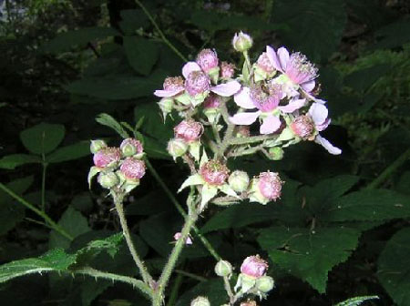 apart: roze bramenbloesem