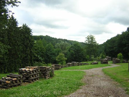 pas op, een draak in het bos!