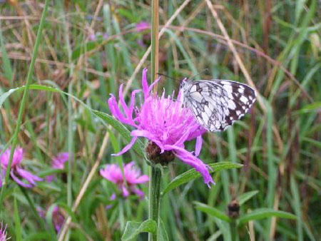 het wemelt van de dambordjes