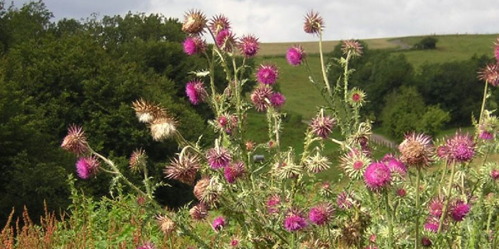 distels in de berm