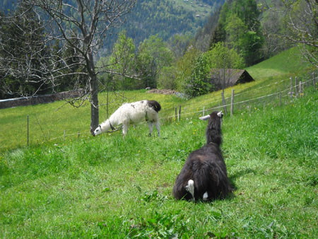 saaie lamas
